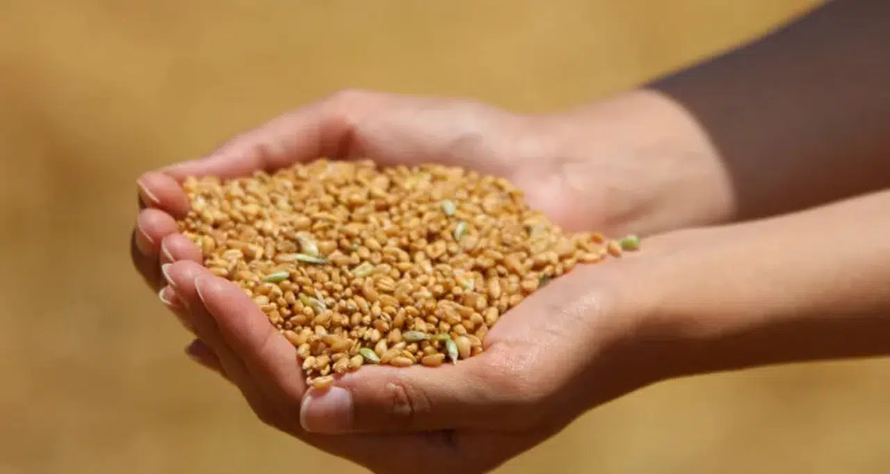 Meclis’te buğday isyanı! Konya Vekili açtı ağzını yumdu gözünü