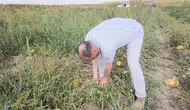 Konyalı Başkan tarlada! Meşhur kavunu hasat etti
