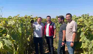 Konya’da 7 mahallede 26 bin dekar alanda yetiştiriliyor