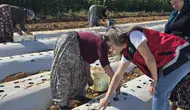 Konya’da çiftçilerin gelirini arttıracak proje! Fideler dikildi
