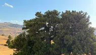 Konya’da bulunan dünyanın en yaşlı 2. ağacına saldırdılar!