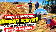 Konya’da yetişiyor, dünyaya açılıyor! O ürün buğday ve arpayı geride bıraktı