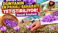 Konya’da dünyanın en pahalı baharatı yetiştiriliyor! Hasat başladı