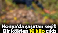 Konya’da şaşırtan keşif! Bir kökten 16 kilo çıktı