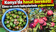Konya’da hasat bereketi! Elma ve ceviz bahçelerinde yoğun mesai