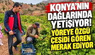 Konya’nın dağlarında yetişiyor! Yöreye özgü çeşidi gören merak ediyor