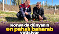 Konya’da dünyanın en pahalı baharatı yetişiyor