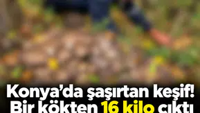 Konya’da şaşırtan keşif! Bir kökten 16 kilo çıktı