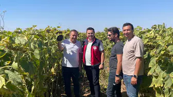 Konya’da 7 mahallede 26 bin dekar alanda yetiştiriliyor
