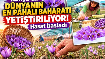 Konya’da dünyanın en pahalı baharatı yetiştiriliyor! Hasat başladı