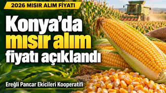 Konya’da mısır alım fiyatı açıklandı