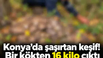 Konya’da şaşırtan keşif! Bir kökten 16 kilo çıktı