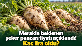 Merakla beklenen şeker pancarı fiyatı açıklandı! Kaç lira oldu?