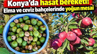 Konya’da hasat bereketi! Elma ve ceviz bahçelerinde yoğun mesai