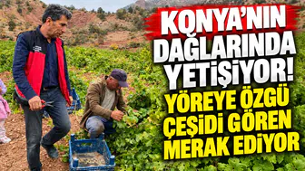 Konya’nın dağlarında yetişiyor! Yöreye özgü çeşidi gören merak ediyor