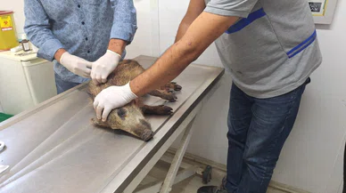 O belediye 3 bin 738 sokak hayvanına böyle müdahale etti!