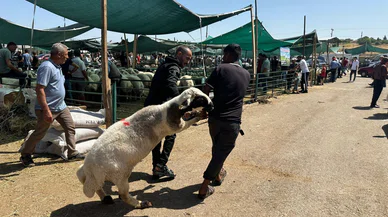Vatandaşlar Kurbanlık almak için pazarlara akın ediyor!