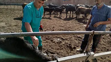 Konya Ilgın’da büyükbaş hayvanlara sağlık ve kimliklendirme çalışmaları