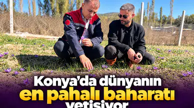 Konya’da dünyanın en pahalı baharatı yetişiyor