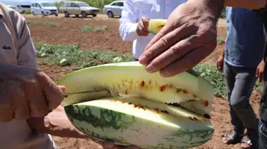 Konya'nın unutulan sarı karpuzu yeniden gündemde: Tescil çağrısı yapıldı