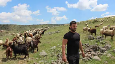 Köyüne dönüp hayvancılığa başladı, 2 yılda bin 300 koyunu oldu