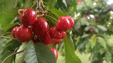 Akşehir kirazında 'rekolte' sevinci