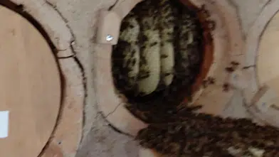 Konya’da sağlıklı bal üretiliyor!