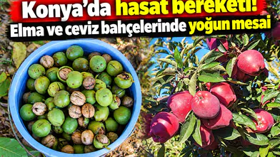 Konya’da hasat bereketi! Elma ve ceviz bahçelerinde yoğun mesai
