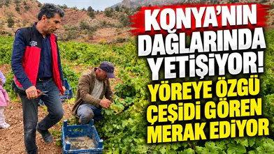 Konya’nın dağlarında yetişiyor! Yöreye özgü çeşidi gören merak ediyor