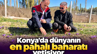 Konya’da dünyanın en pahalı baharatı yetişiyor