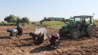 Aksaray’da patates fiyatı tarlada düştü, etikette düşmedi: 10 liradan 40 liraya