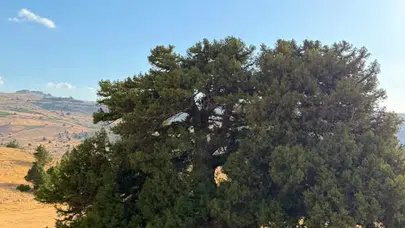 Konya’da bulunan dünyanın en yaşlı 2. ağacına saldırdılar!