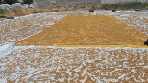 Konya’da kazanlar kuruldu! Kışlık bulgur hazırlığı başladı