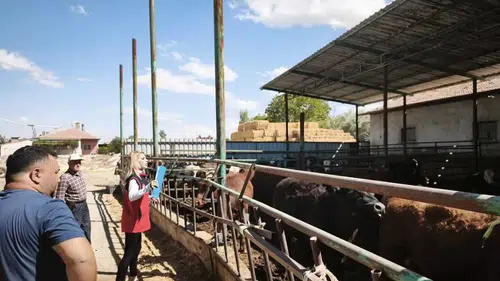 Konya’da ithal besilik sığır alarmı! Ekipler sahada