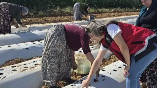 Konya’da çiftçilerin gelirini arttıracak proje! Fideler dikildi