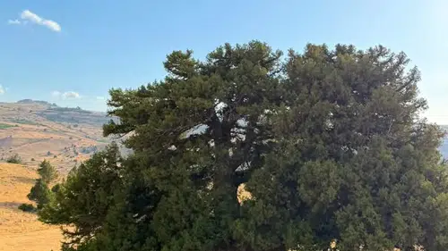 Konya’da bulunan dünyanın en yaşlı 2. ağacına saldırdılar!