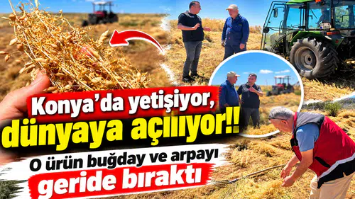 Konya’da yetişiyor, dünyaya açılıyor! O ürün buğday ve arpayı geride bıraktı