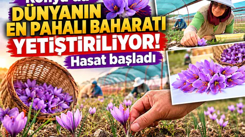 Konya’da dünyanın en pahalı baharatı yetiştiriliyor! Hasat başladı