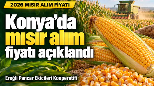 Konya’da mısır alım fiyatı açıklandı