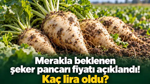 Merakla beklenen şeker pancarı fiyatı açıklandı! Kaç lira oldu?