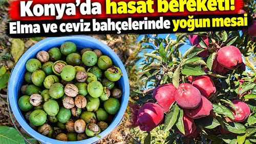 Konya’da hasat bereketi! Elma ve ceviz bahçelerinde yoğun mesai