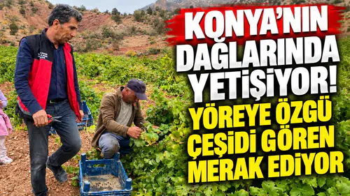 Konya’nın dağlarında yetişiyor! Yöreye özgü çeşidi gören merak ediyor