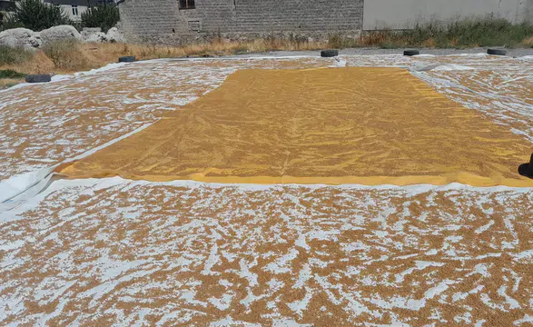 Konya’da kazanlar kuruldu! Kışlık bulgur hazırlığı başladı