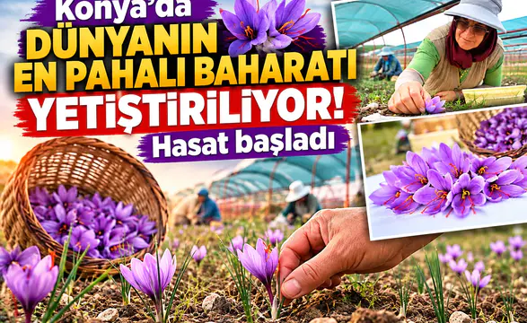 Konya’da dünyanın en pahalı baharatı yetiştiriliyor! Hasat başladı