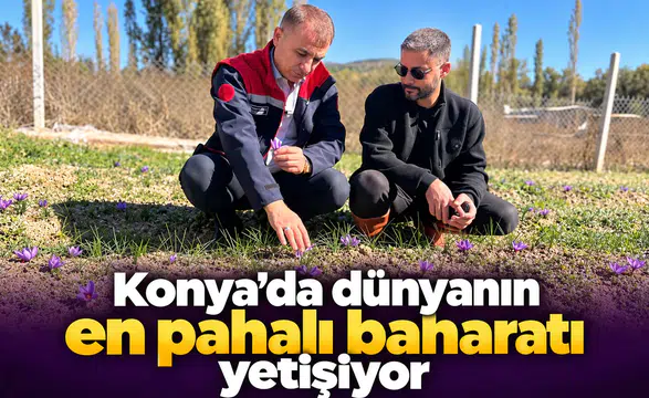 Konya’da dünyanın en pahalı baharatı yetişiyor