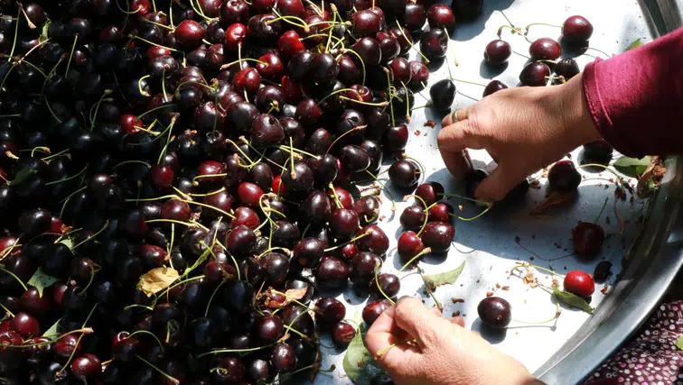 Konya’da kiraz sezonu bitmedi! Üreticiler hala dalından topluyor