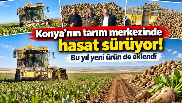 Konya’nın tarım merkezinde hasat sürüyor! Bu yıl yeni ürün de eklendi