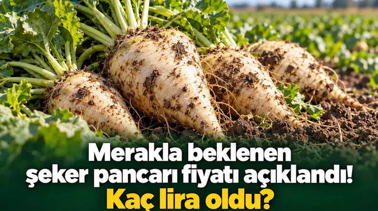 Merakla beklenen şeker pancarı fiyatı açıklandı! Kaç lira oldu?
