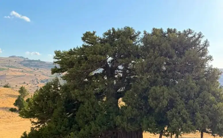 Konya’da bulunan dünyanın en yaşlı 2. ağacına saldırdılar!