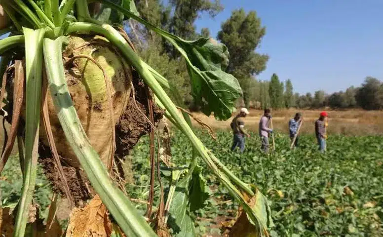 Konya’daki şeker fabrikası duyurdu! Alımlar başlıyor